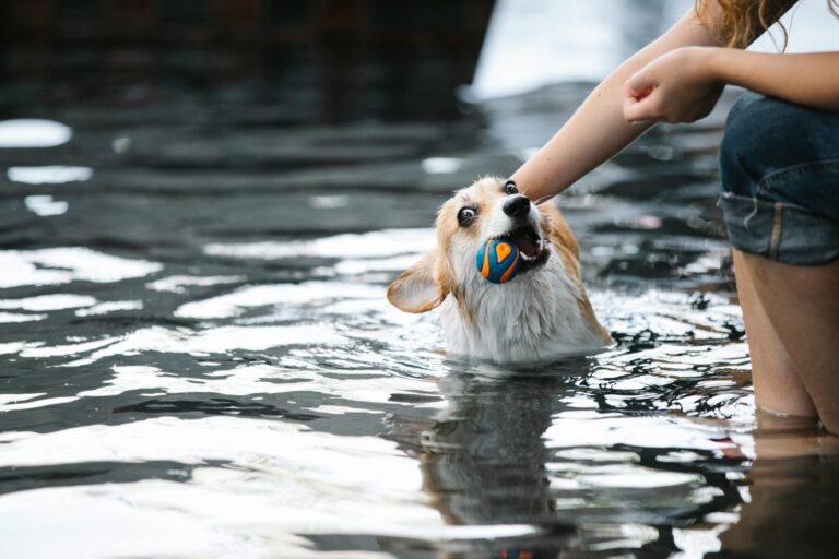swimmin corgi