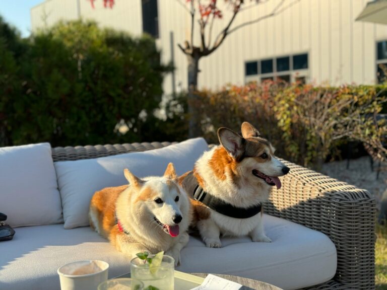 Corgis 2