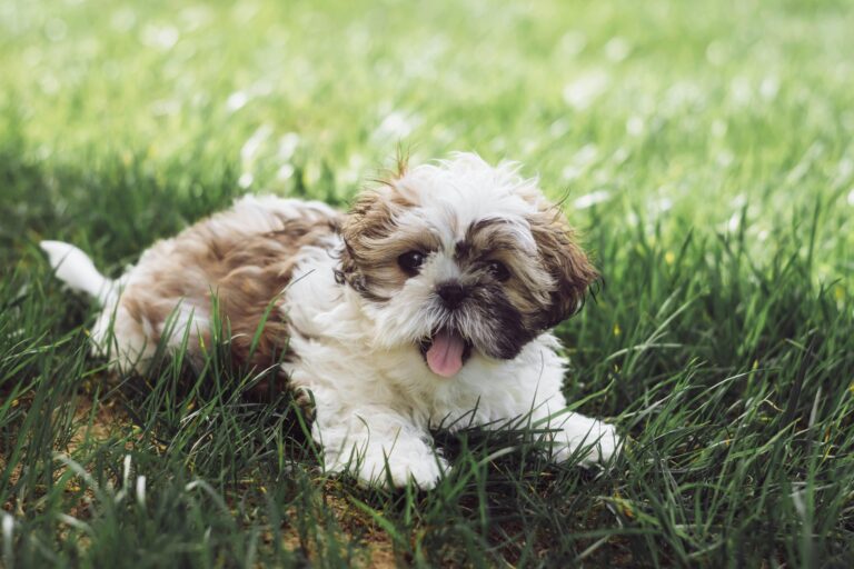 Jeffrey SHihtzu Haven - Home